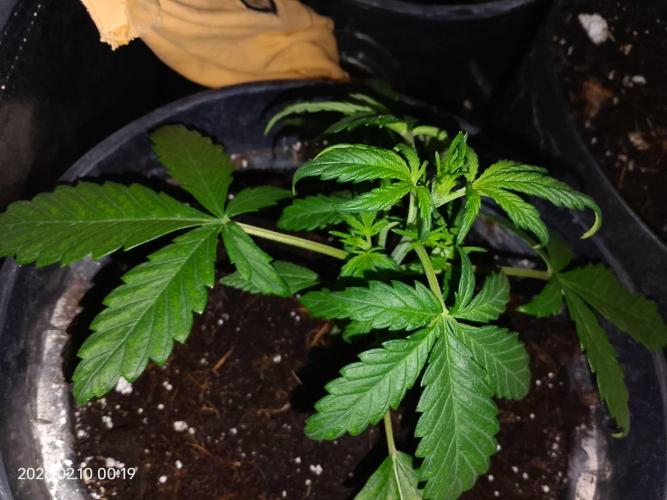 Dr. Greentumb growdiaries. Week 3