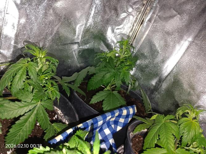 Dr. Greentumb growdiaries. Week 3