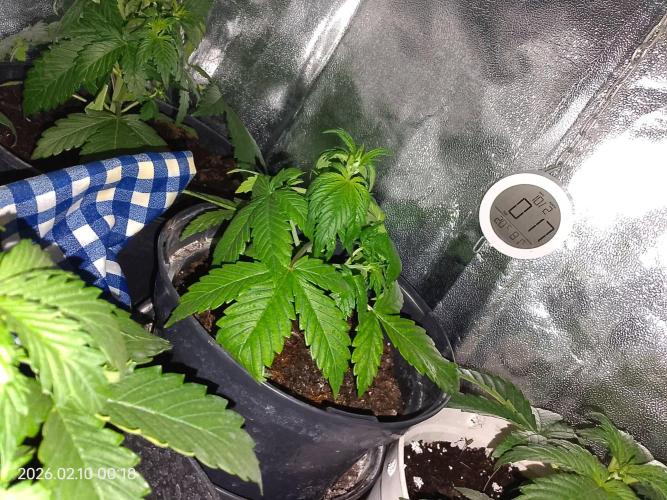 Dr. Greentumb growdiaries. Week 3