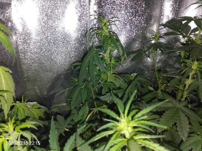 Dr. Greentumb growdiaries. Week 4