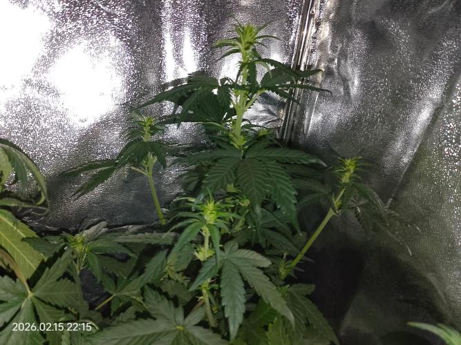 Dr. Greentumb growdiaries. Week 4