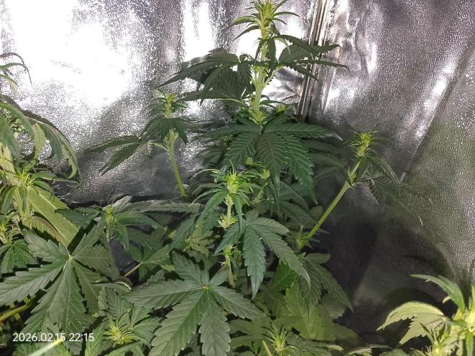 Dr. Greentumb growdiaries. Week 4