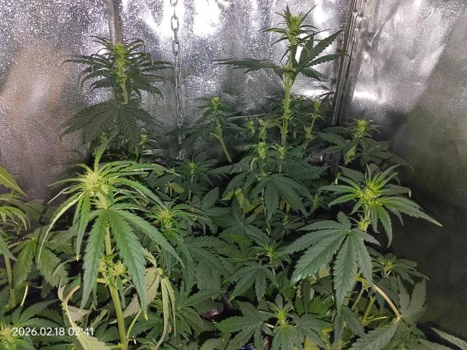 Dr. Greentumb growdiaries. Week 5