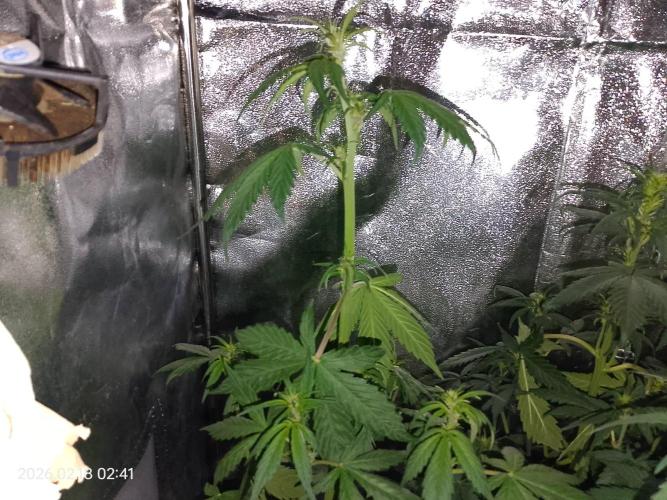 Dr. Greentumb growdiaries. Week 5