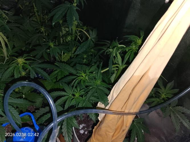 Dr. Greentumb growdiaries. Week 5