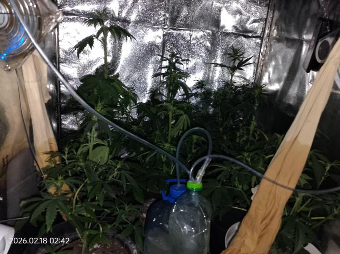 Dr. Greentumb growdiaries. Week 5