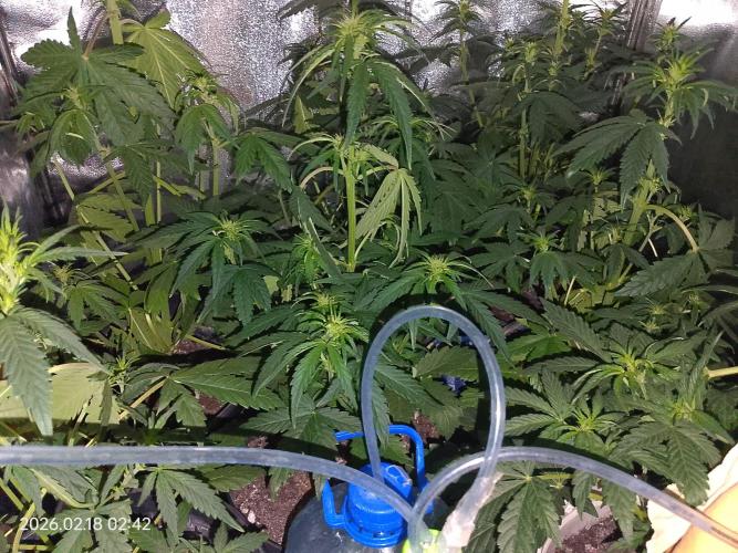 Dr. Greentumb growdiaries. Week 5