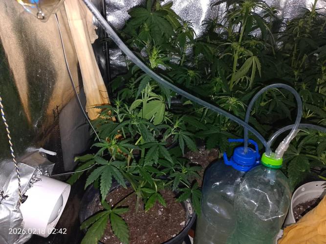 Dr. Greentumb growdiaries. Week 5