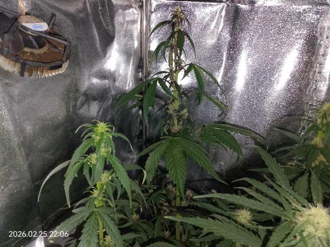 Dr. Greentumb growdiaries. Week 6