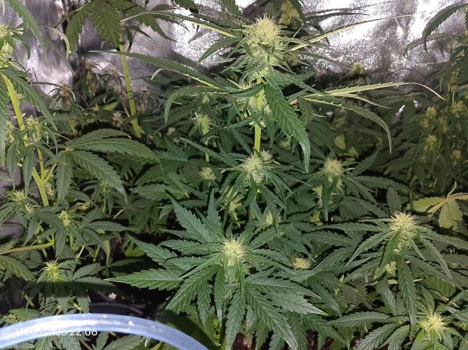 Dr. Greentumb growdiaries. Week 6