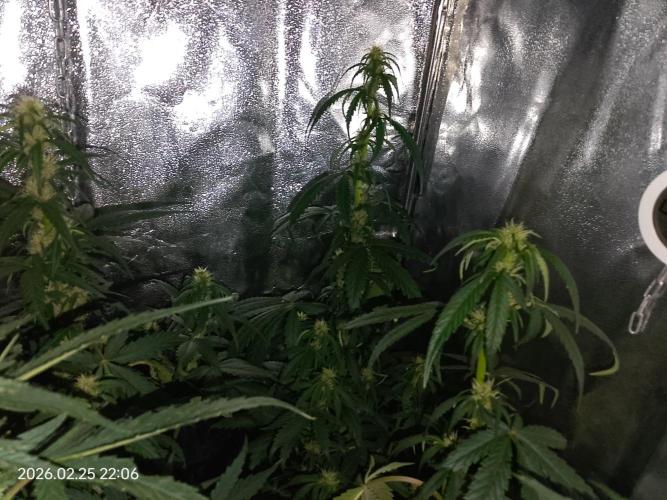 Dr. Greentumb growdiaries. Week 6