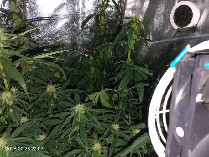 Dr. Greentumb growdiaries. Week 6