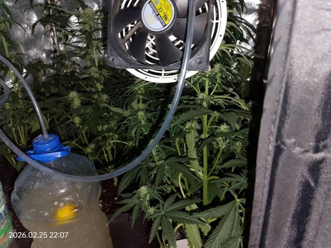 Dr. Greentumb growdiaries. Week 6