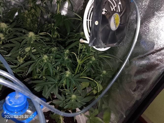 Dr. Greentumb growdiaries. Week 6