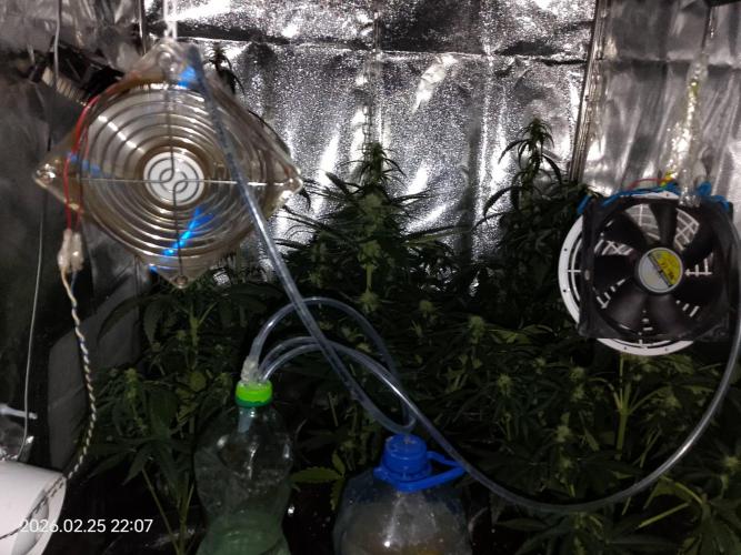 Dr. Greentumb growdiaries. Week 6