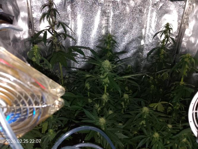 Dr. Greentumb growdiaries. Week 6