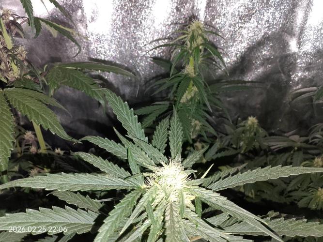 Dr. Greentumb growdiaries. Week 6