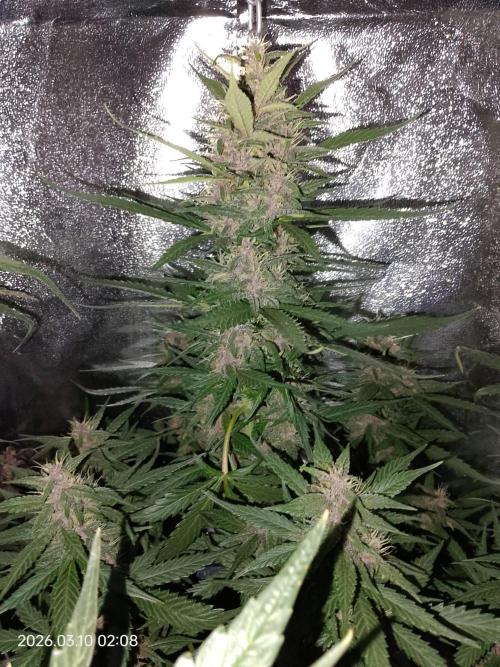 Dr. Greentumb growdiaries. Week 7