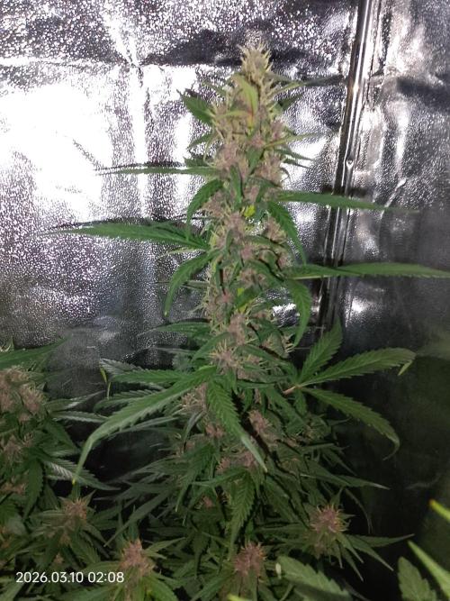 Dr. Greentumb growdiaries. Week 7