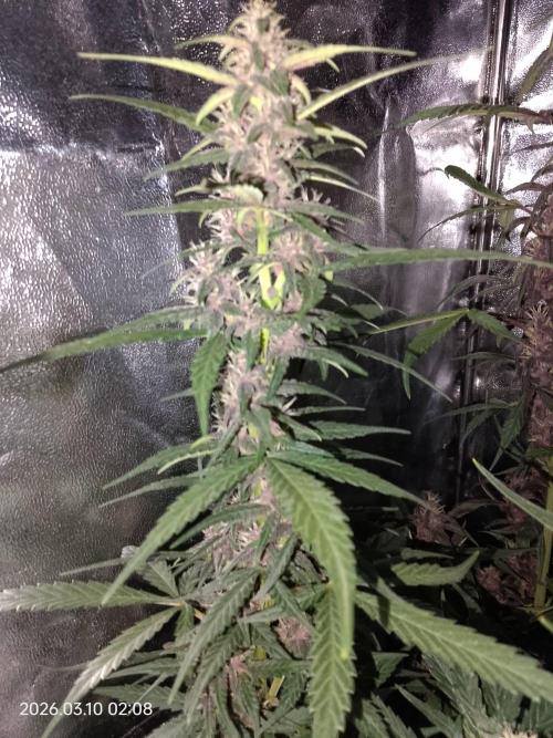 Dr. Greentumb growdiaries. Week 7