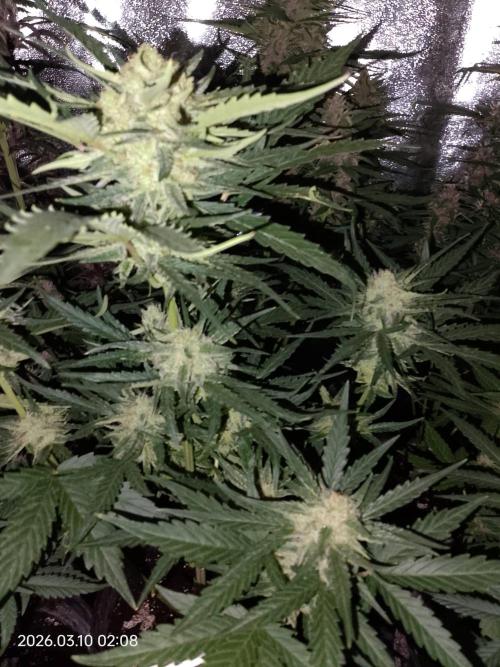 Dr. Greentumb growdiaries. Week 7