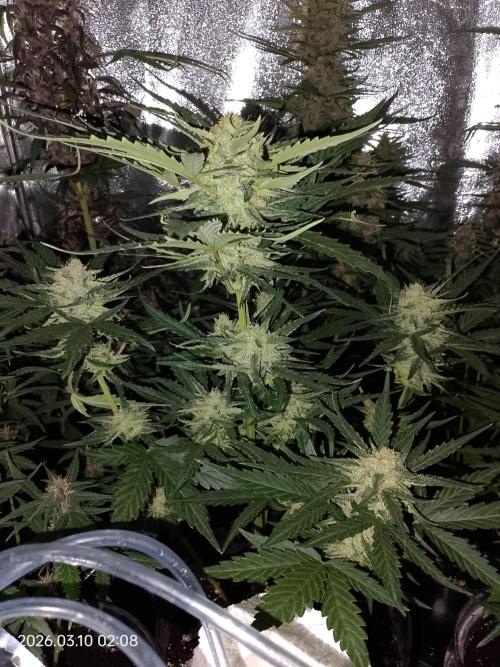 Dr. Greentumb growdiaries. Week 7