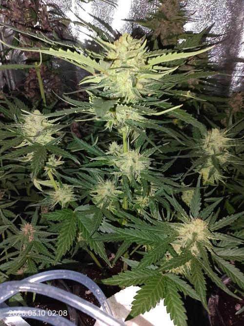 Dr. Greentumb growdiaries. Week 7