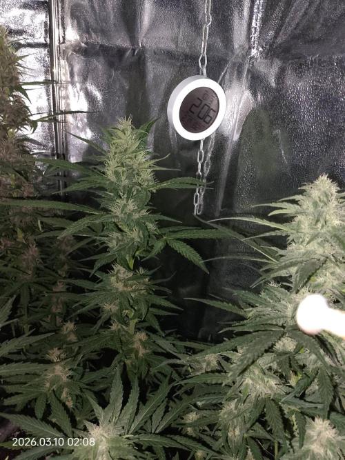 Dr. Greentumb growdiaries. Week 7