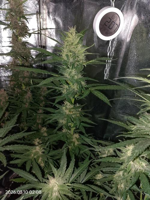 Dr. Greentumb growdiaries. Week 7