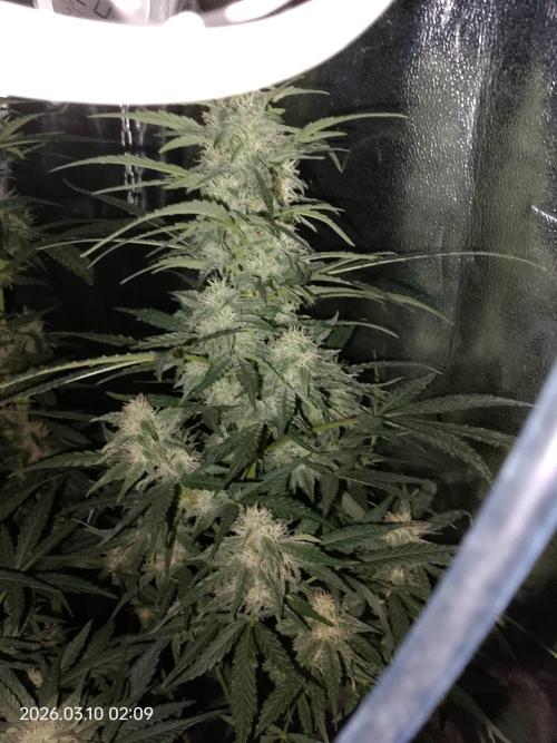 Dr. Greentumb growdiaries. Week 7