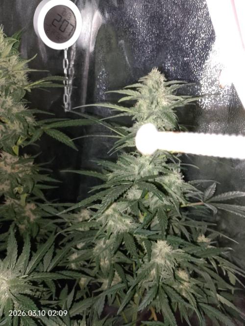 Dr. Greentumb growdiaries. Week 7