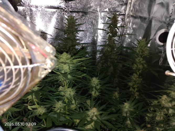 Dr. Greentumb growdiaries. Week 7