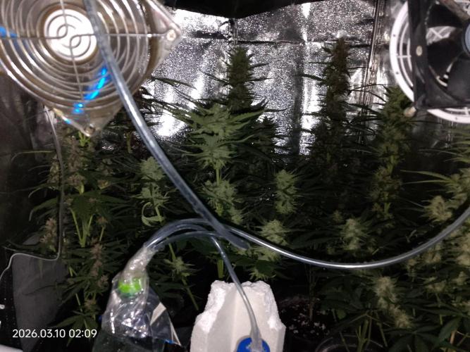 Dr. Greentumb growdiaries. Week 7