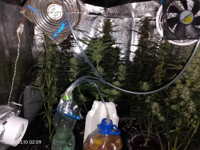 Dr. Greentumb growdiaries. Week 7
