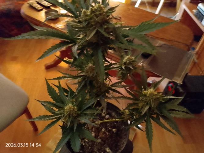 Dr. Greentumb growdiaries. Week 8 - Kalifornia sour diesel auto