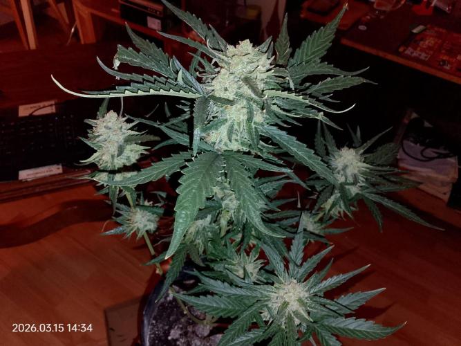 Dr. Greentumb growdiaries. Week 8 - Kalifornia sour diesel auto