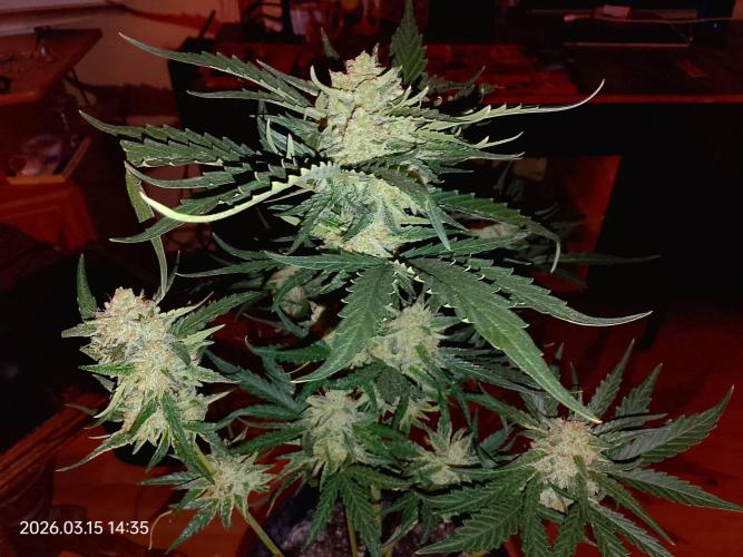 Dr. Greentumb growdiaries. Week 8 - Kalifornia sour diesel auto