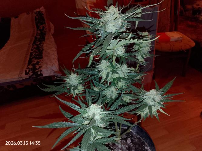 Dr. Greentumb growdiaries. Week 8 - Kalifornia sour diesel auto