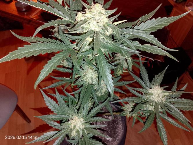 Dr. Greentumb growdiaries. Week 8 - Kalifornia sour diesel auto
