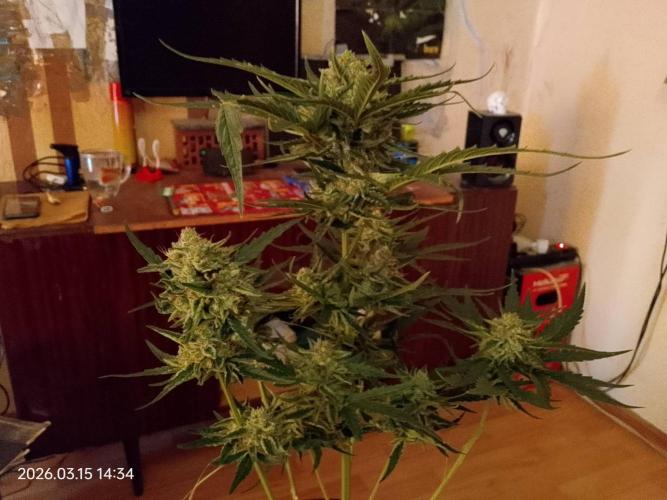 Dr. Greentumb growdiaries. Week 8
