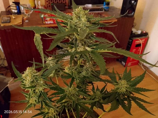 Dr. Greentumb growdiaries. Week 8