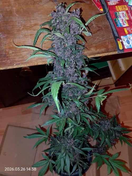 Dr. Greentumb growdiaries. Week 9 - LSD - 25