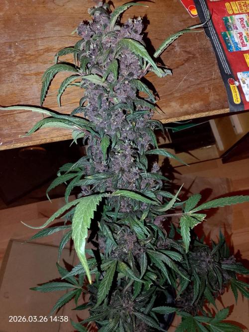 Dr. Greentumb growdiaries. Week 9 - LSD - 25