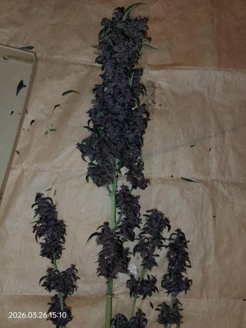 Dr. Greentumb growdiaries. Week 9 - LSD - 25