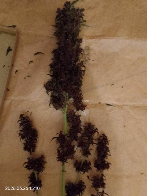 Dr. Greentumb growdiaries. Week 9 - LSD - 25