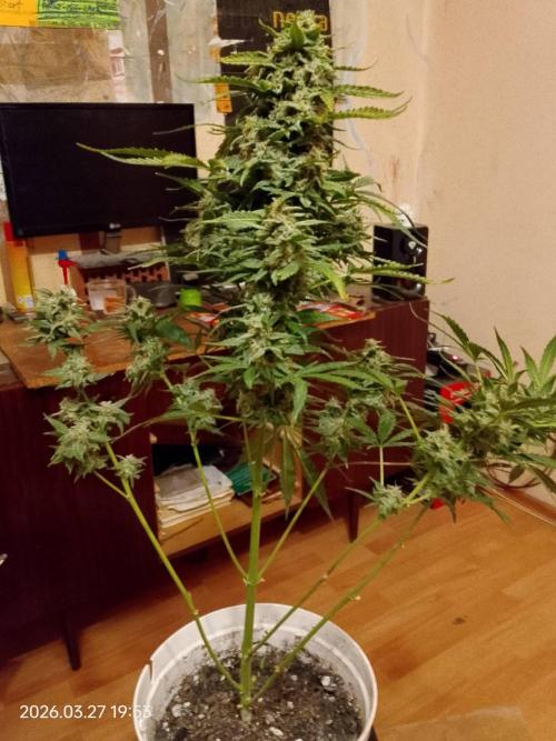 Dr. Greentumb growdiaries. Week 9 - Apple Feeter