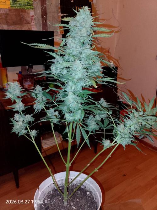 Dr. Greentumb growdiaries. Week 9 - Apple Feeter