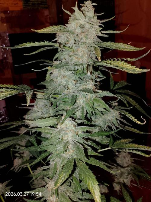 Dr. Greentumb growdiaries. Week 9 - Apple Feeter