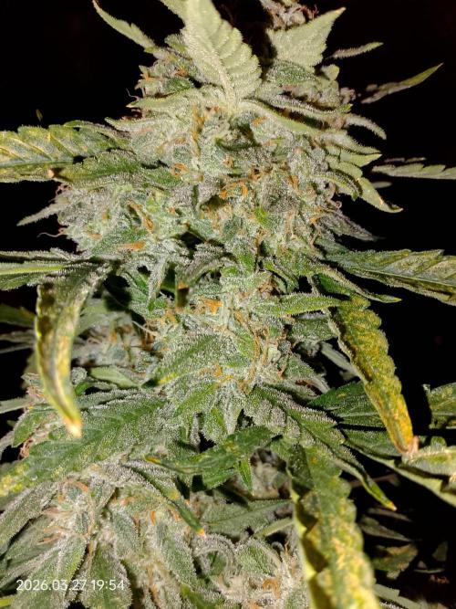 Dr. Greentumb growdiaries. Week 9 - Apple Feeter