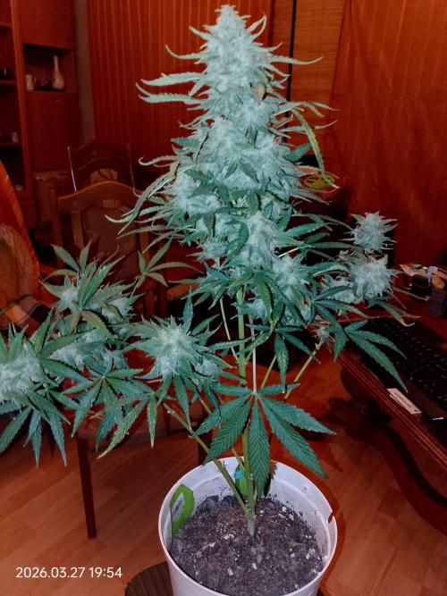 Dr. Greentumb growdiaries. Week 9 - Apple Feeter